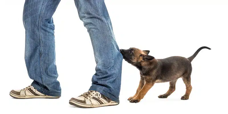 Belgian shepherd puppy biting and pulling leg against white background Dog Bites