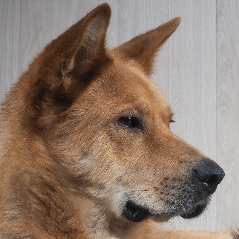 Arizona’s Strict Liability Dog Bite Laws Protect You