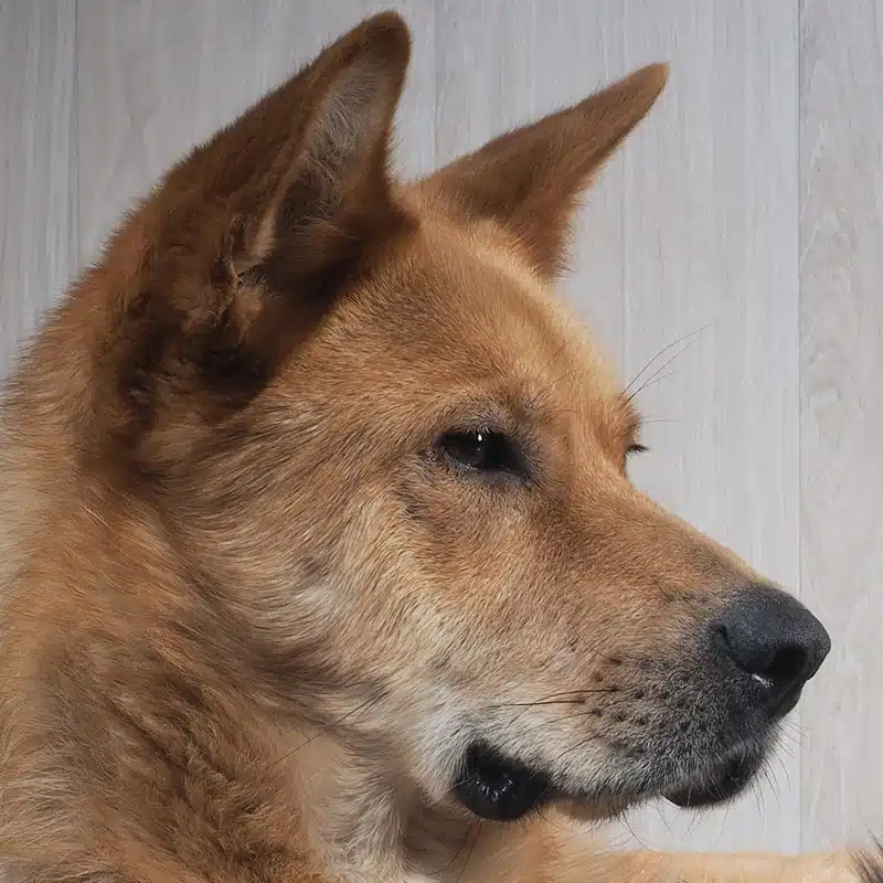 arizona-strict-liability-dog-bite-laws-protect-you Arizona’s Strict Liability Dog Bite Laws Protect You