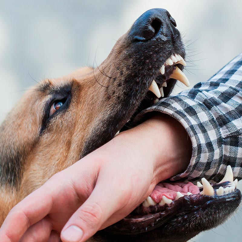 Preventing Dog Bite Injuries: What To Do When Facing A Dog Attack Situation